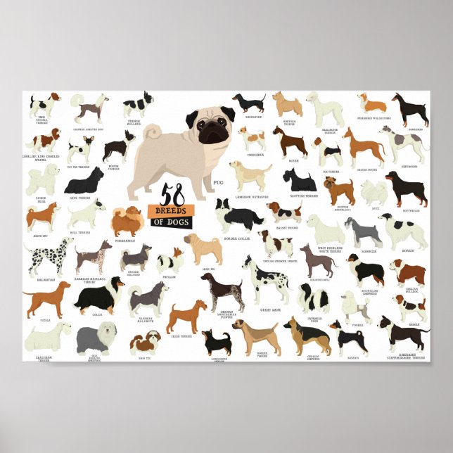 52 Poster Des Chiens De Race (Devant)
