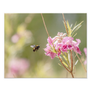 5370-Bee Flying Toward Flower Photo Print