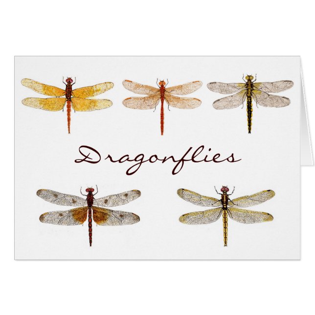 5 Dragonflies.. (Front Horizontal)