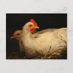 5 toes and Survivor Postcard