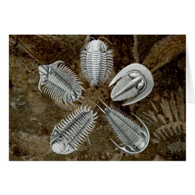 5 Trilobites Card (Front Horizontal)
