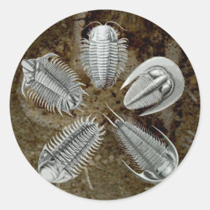5 Trilobites Sticker