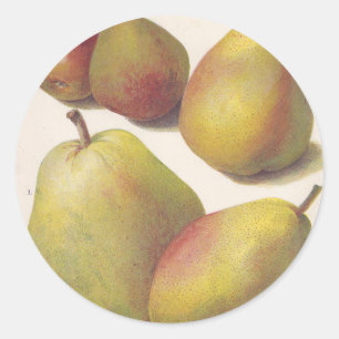 5 vintage pears illustrated classic round sticker
