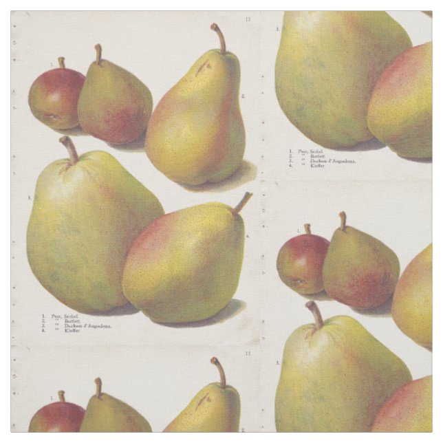 5 vintage pears illustrated textile fabric (Swatch)