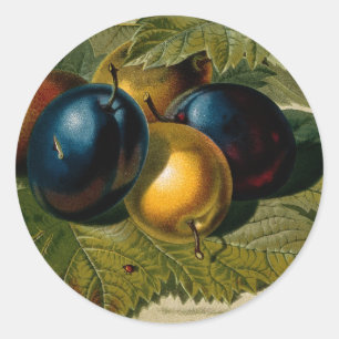 5 vintage plums painting classic round sticker