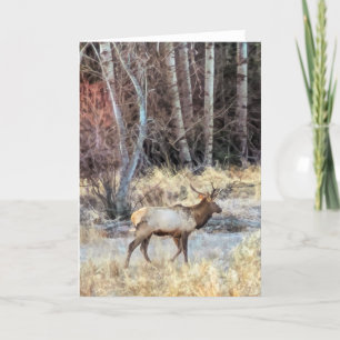 5"x7" Folded Card    Bull Elk