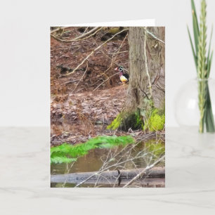 5"x7" Folded Card    Shy Wood Duck