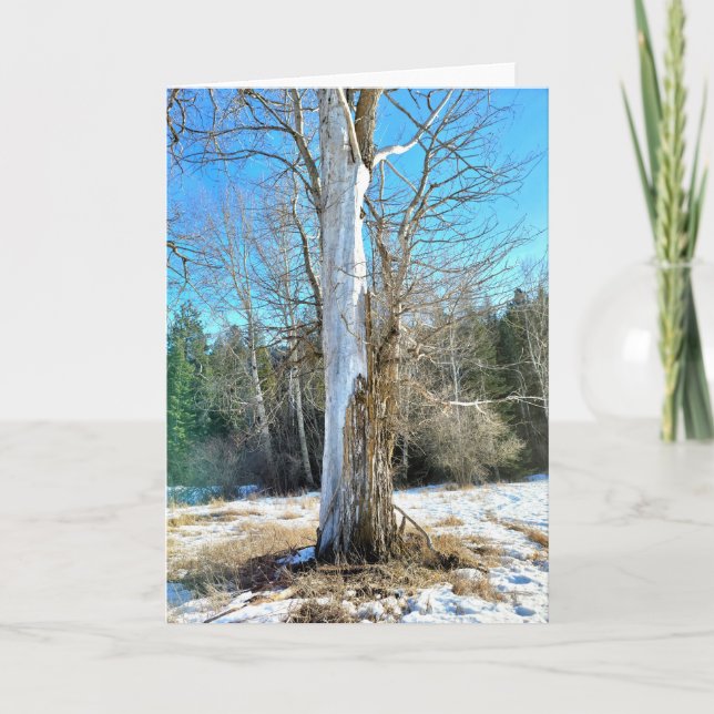 5"x7" Folded Card || Sunny Cottonwood (Front)