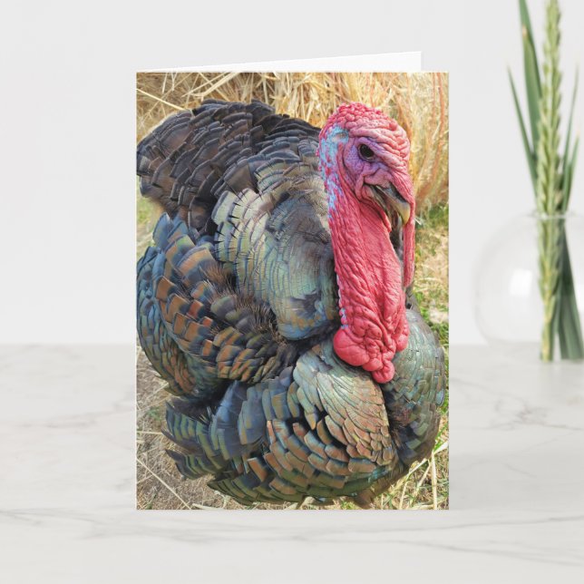 5"x7" Folded Card || Thomas in the Straw (Front)