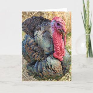 5"x7" Folded Card    Thomas in the Straw