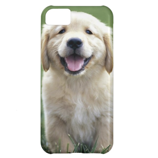 5C Coque iphone de chiot de golden retriever (Dos)