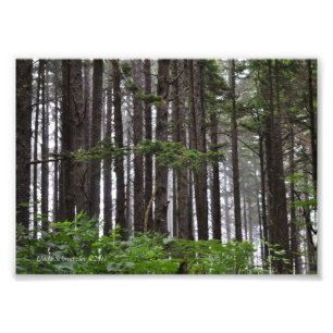 5X7 La Push 2nd Beach Trail Photo Print