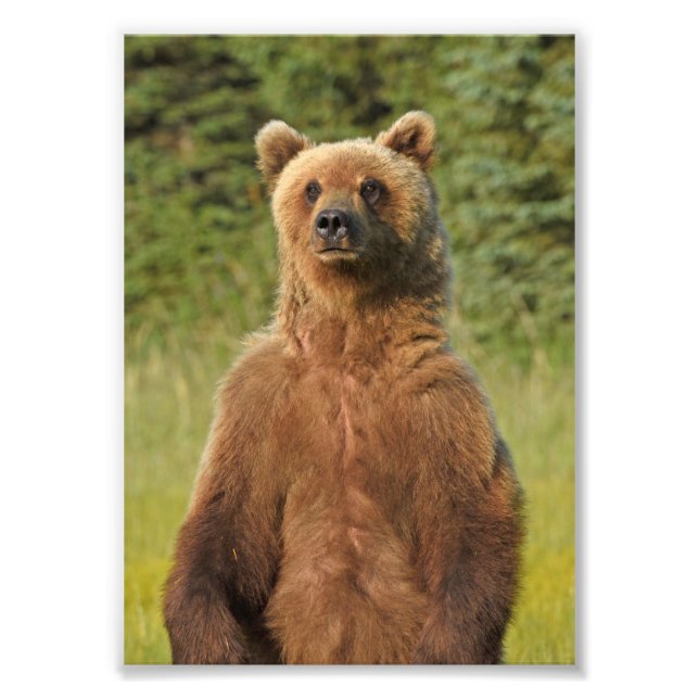 5x7 Satin photo de grizzli (Devant)
