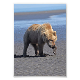 5x7 Satin photo de l'ours grizzli
