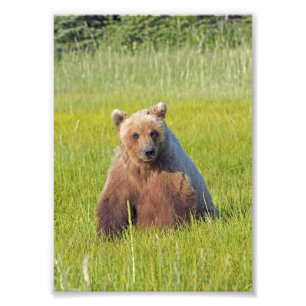 5x7 Satin photo de l'ours grizzli