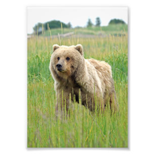 5x7 Satin photo de l'ours grizzli