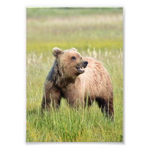 5x7 Satin photo de l'ours grizzli