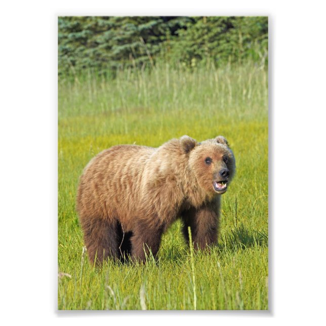 5x7 Satin photo of grizzly bear (Front)
