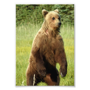 5x7 Satin photo of grizzly bear Print