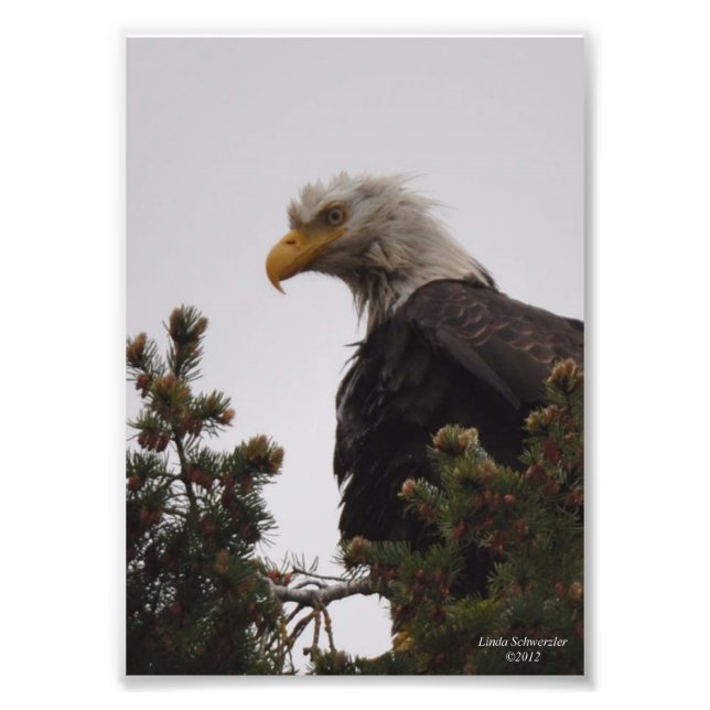 5X7 Wet Bald Eagle Photo Print (Front)