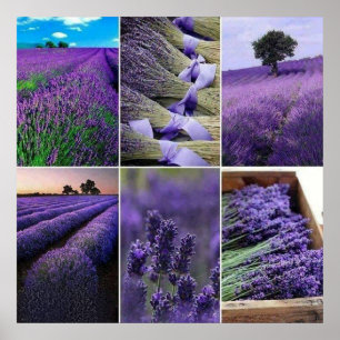 60.96x60.96cm, Lavande poster (mat)