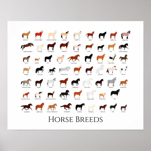 60 horse breeds chart (Front)