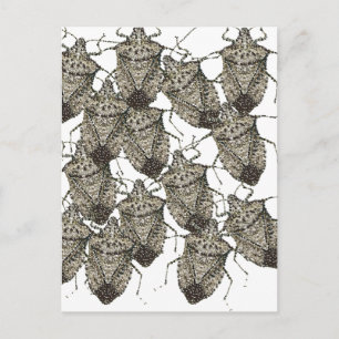 6-07-14 stink bugs rev.png postcard