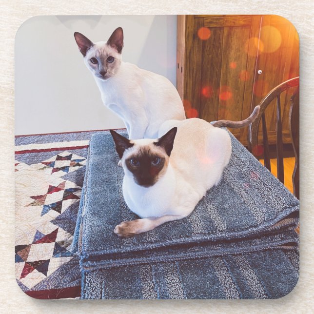 6 dessous de verre en plastique dur de Siamese ave (Devant)