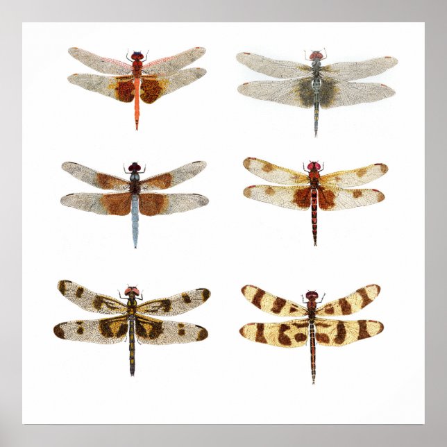 6 Dragonfly Species Poster (Front)