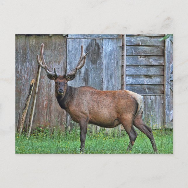 6 Point Bull Elk Photo Postcard (Front)