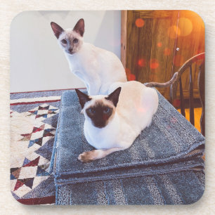 6 Siamese Hard Plastic coasters with cork back