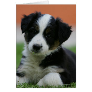 6 Week Old Border Collie