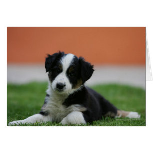 6 Week Old Border Collie