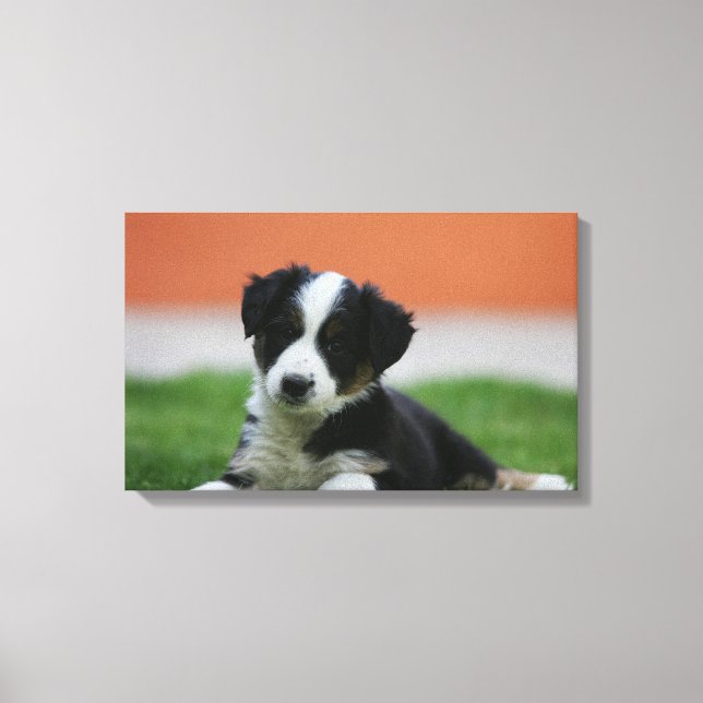 6 Week Old Border Collie Canvas Print (Front)