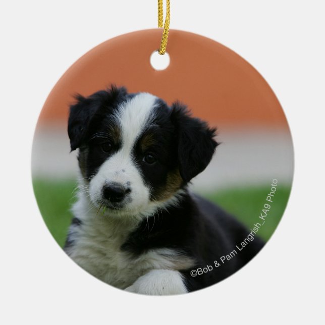 6 Week Old Border Collie Ceramic Ornament (Front)