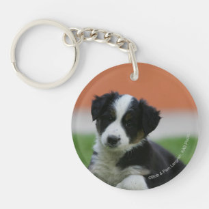 6 Week Old Border Collie Keychain