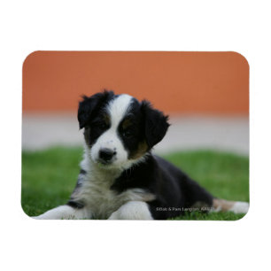 6 Week Old Border Collie Magnet