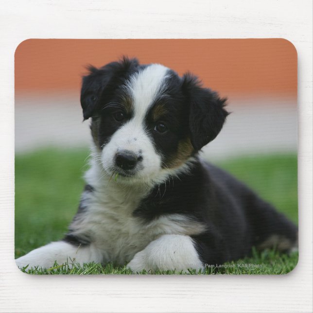 6 Week Old Border Collie Mouse Pad (Front)