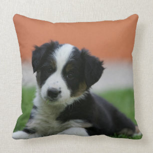 6 Week Old Border Collie Throw Pillow