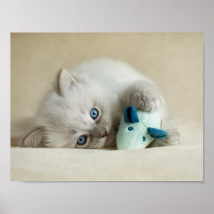 6 week old Ragdoll kitten Poster