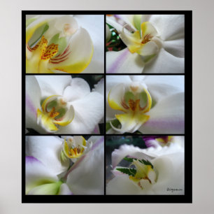 6 White Orchids Phalaenopsis Poster Prints