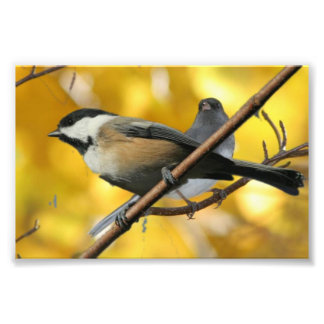 6" x 4", Kodak Professional Photo Paper (Satin)