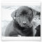 6" x 4", Kodak Professional Photo Paper (Satin)