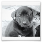 6" x 4", Kodak Professional Photo Paper (Satin)