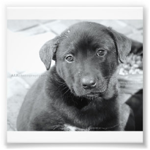 6" x 4", papier professionnel de photo de Kodak