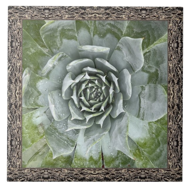 6"x 6" Ceramic Tile with Beautiful Succulent (Front)