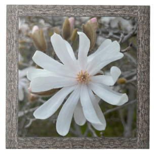 6"x 6" Ceramic Tile with Beautiful White Magnolia