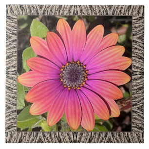 6"x 6" Ceramic Tile with Brilliant Gazania