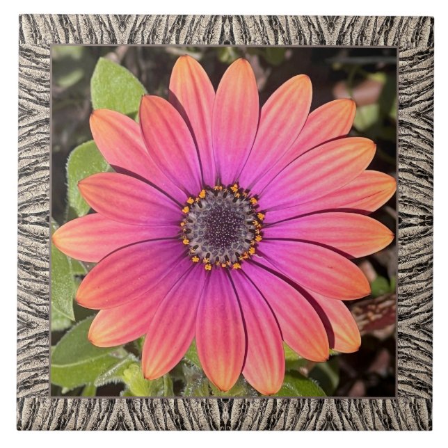 6"x 6" Ceramic Tile with Brilliant Gazania (Front)