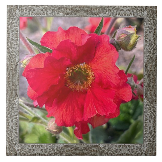 6"x 6" Ceramic Tile with Lovely Red Rose (Front)